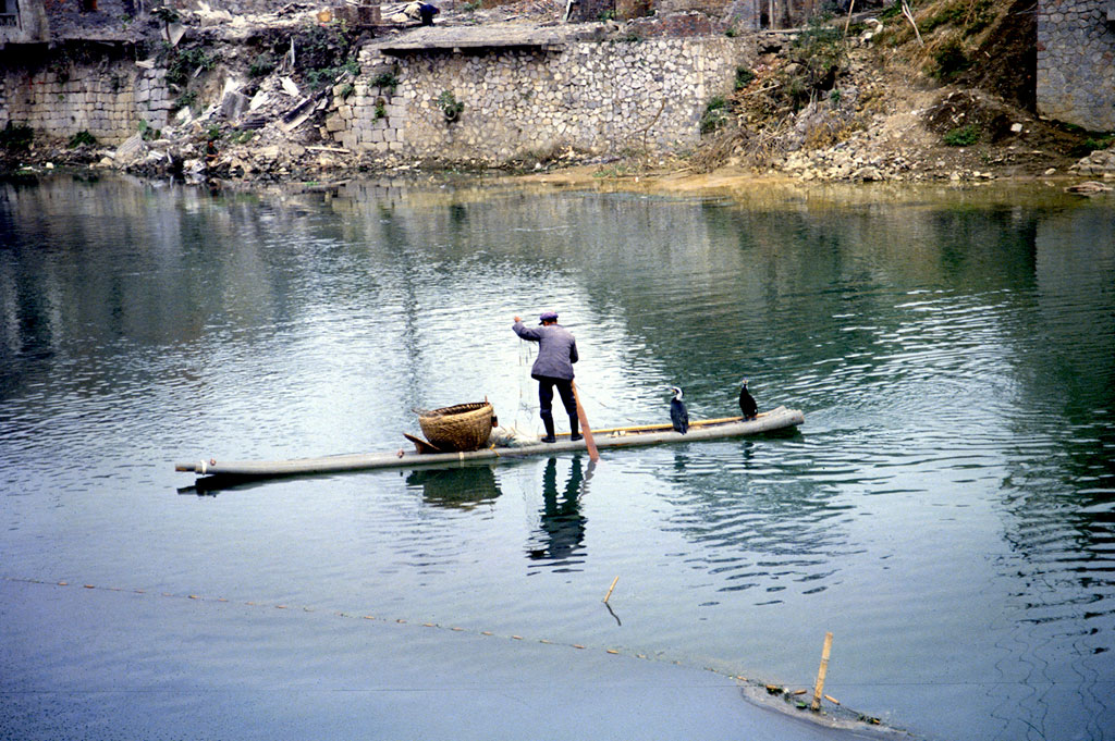 Cormorant fishing on the Li River