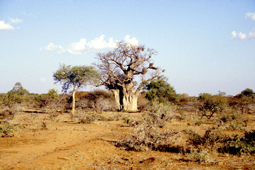 Et enligt baobad træ i bushen i det sydlige Zimbabwe