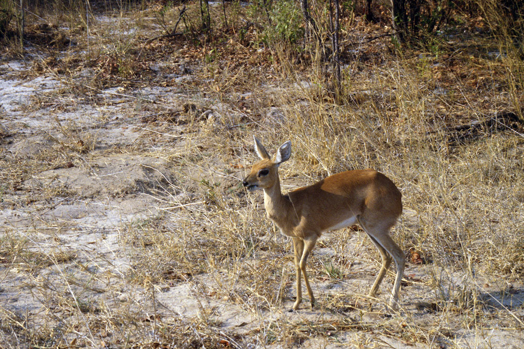 A lone antelope in Hwange National Park