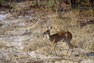 En enlig antilope i Hwange national parken