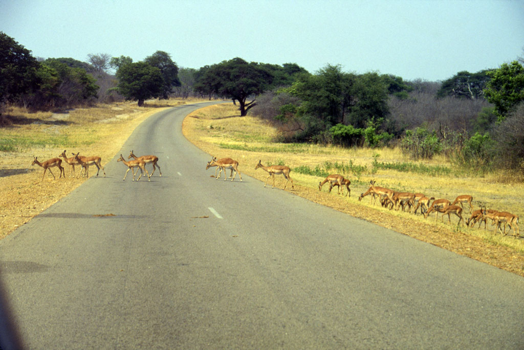En antilopeflok krydser vejen i Hwange national parken
