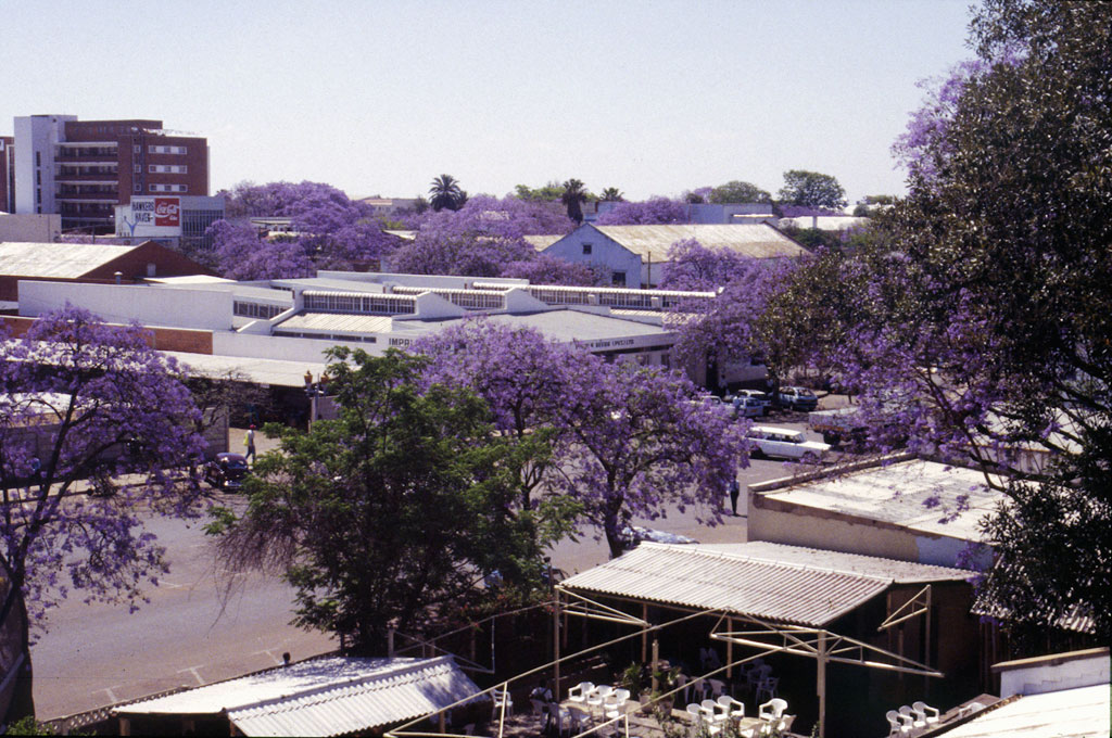 Jacaranda træerne blomstrer i Bulawayo