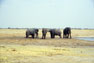 A herd of elephants at a waterhole in Hwange National Park