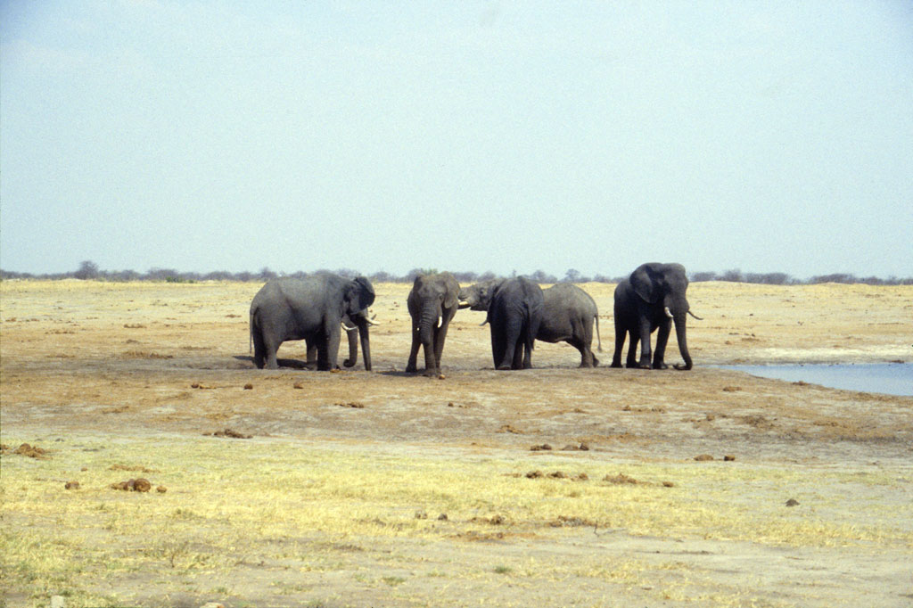 En flok elefanter ved et vandhul i Hwange national parken