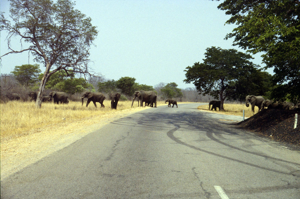 A herd of elephants crossing the road in Hwange National Park