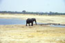 A single elephant at a waterhole in Hwange National Park