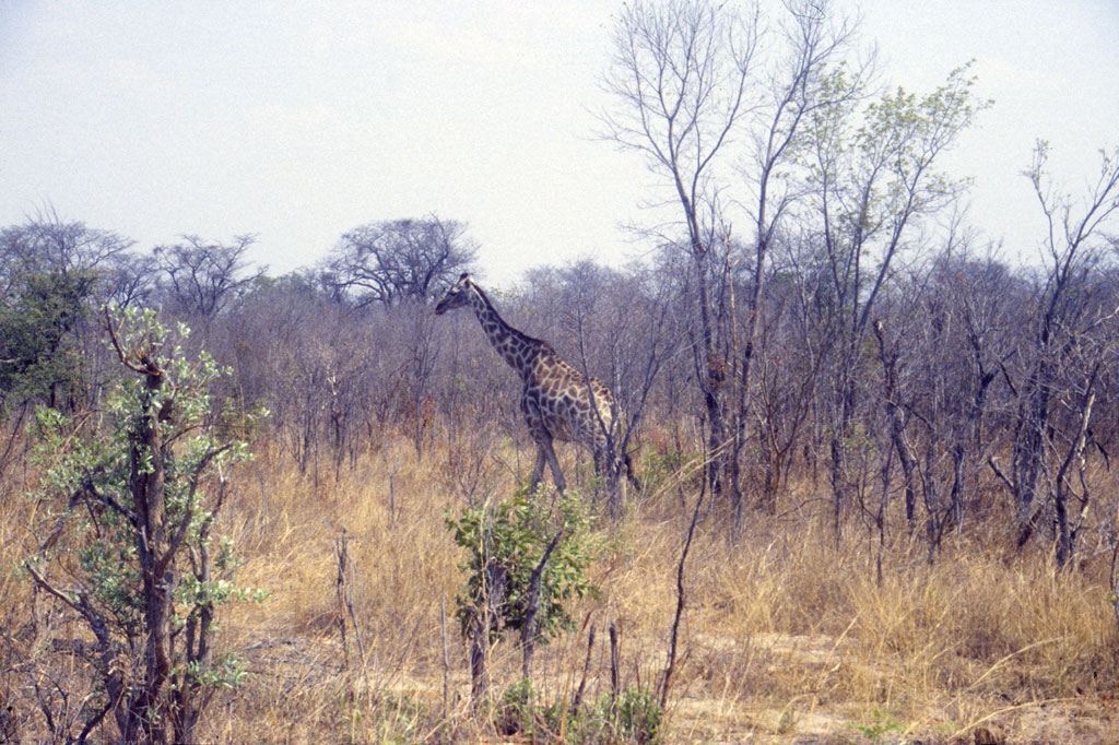 A giraffe in Hwange National Park