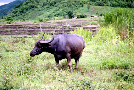 A buffalo is relaxing after work in the rice fields