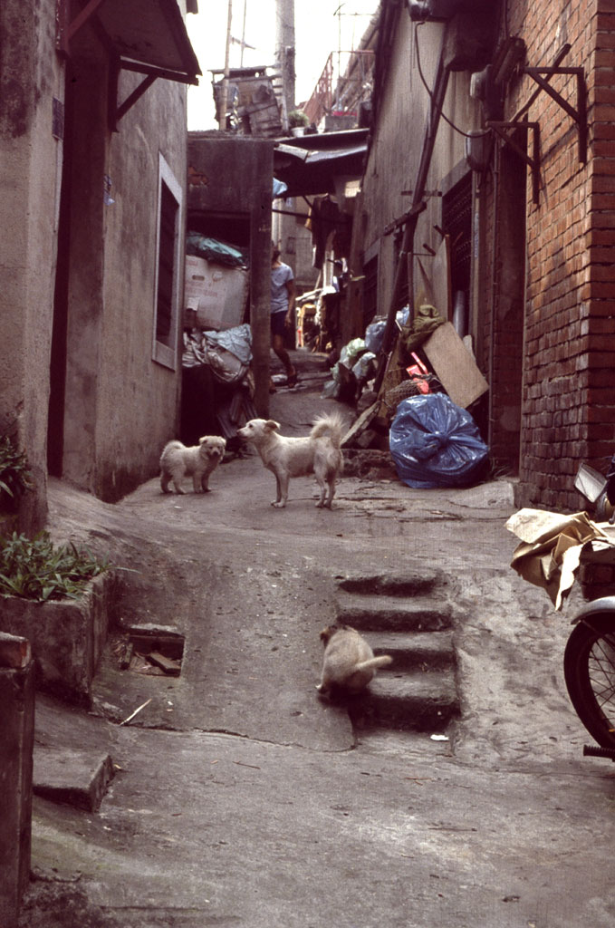 Et par hundehvalpe i en gyde i Taipei