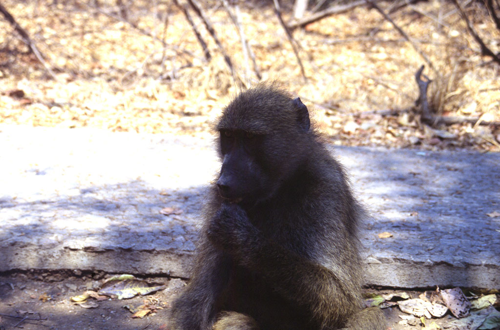 A monkey at our bungalow near Hwange National Park
