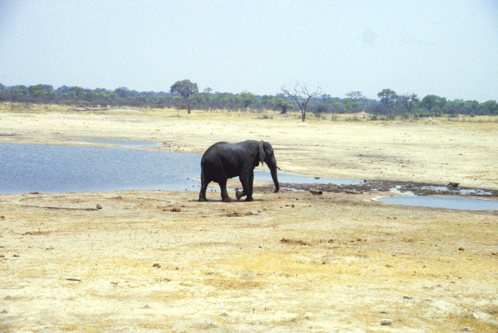 En enlig elefant ved et vandhul i Hwange national parken