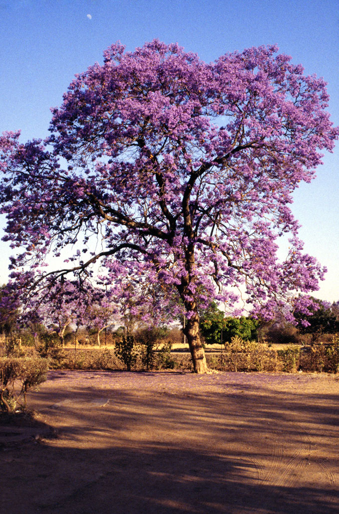 Blomstrende jacaranda træ i Gweru