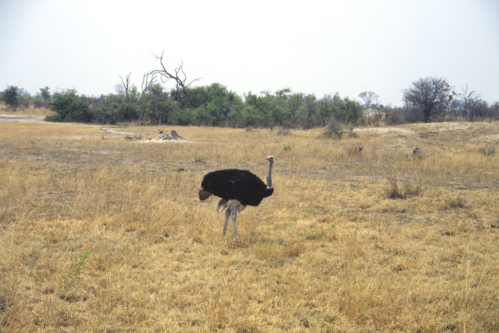 An ostrich in Hwange National Park